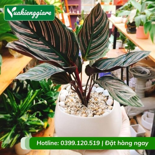 Cây đuôi công tím để bàn phong thủy