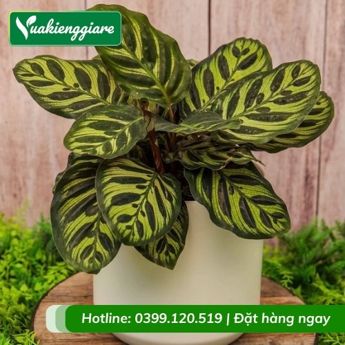 Cây đuôi công khổng tước trồng chậu để bàn