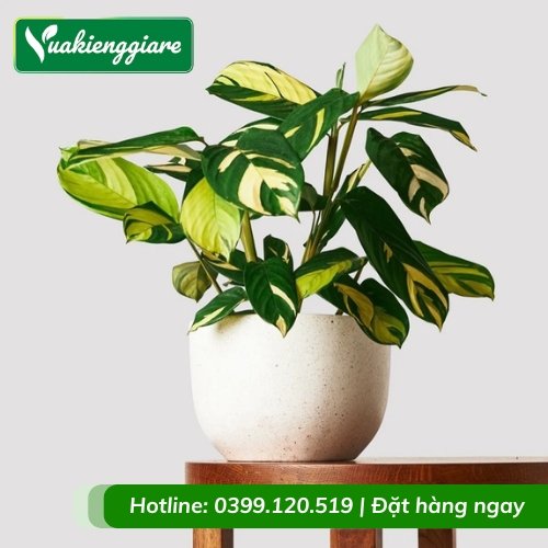Cây đuôi công sọc vàng trồng chậu để bàn