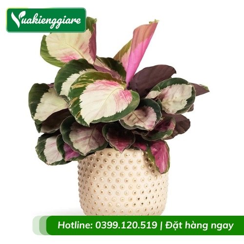 Cây đuôi công hồng chậu để bàn phong thủy