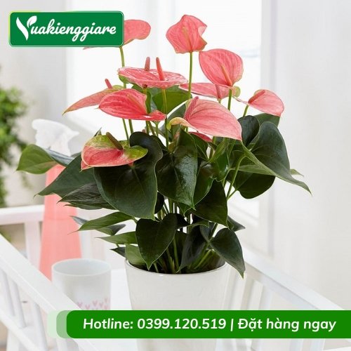Cây hồng môn hoa màu hồng để bàn