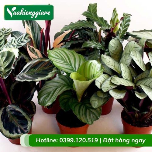 Cây đuôi công calathea trồng chậu để bàn