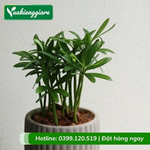 Cây tùng la hán chậu để bàn phong thủy