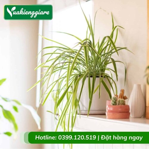 Cỏ lan chi trồng chậu để bàn
