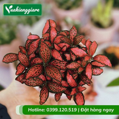 Cẩm nhung đỏ trồng chậu nhỏ để bàn
