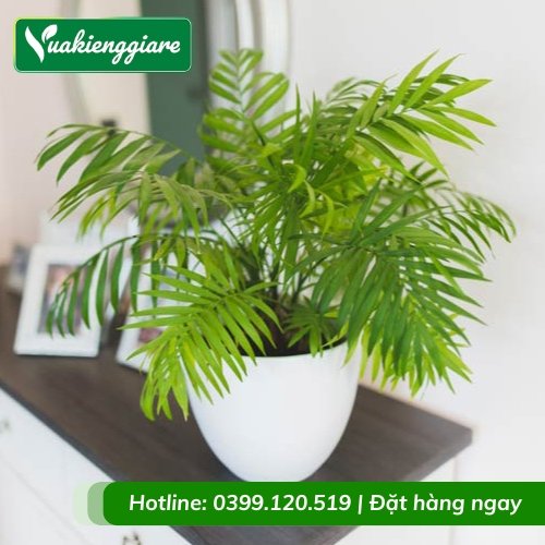 Cây cau tiểu trâm trồng chậu nhỏ để bàn