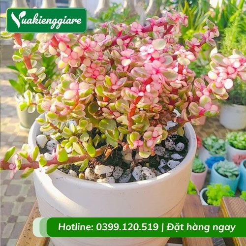 Cây sen đô la chậu nhỏ để bàn làm việc