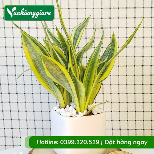 Cây lưỡi hổ vàng trồng chậu nhỏ để bàn làm việc