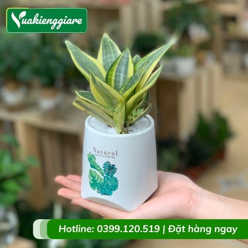 Cây lưỡi hổ thái mini để bàn làm việc
