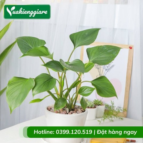 Cây thanh tâm trồng chậu để bàn
