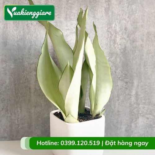 Lưỡi hổ bạch kim trồng chậu để bàn làm việc