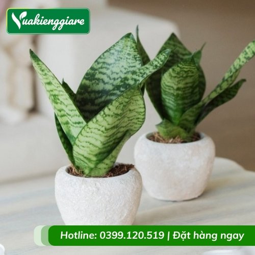 Lưỡi hổ xanh chậu nhỏ để bàn