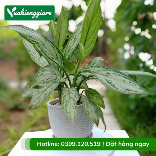 Cây ngân hậu trồng chậu để bàn