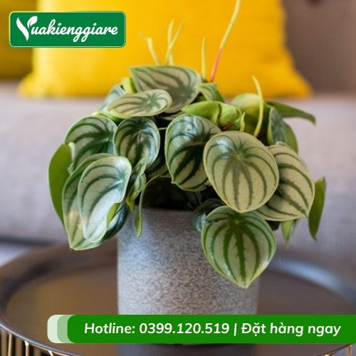 Cây lá sọc dưa hấu chậu để bàn