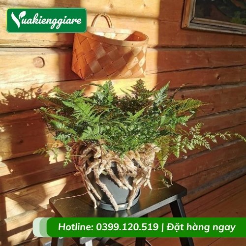 Cây dương xỉ chân thỏ chậu để bàn làm việc