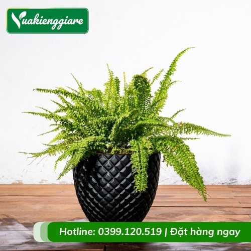 Cây dương xỉ lá xoăn trồng chậu để bàn