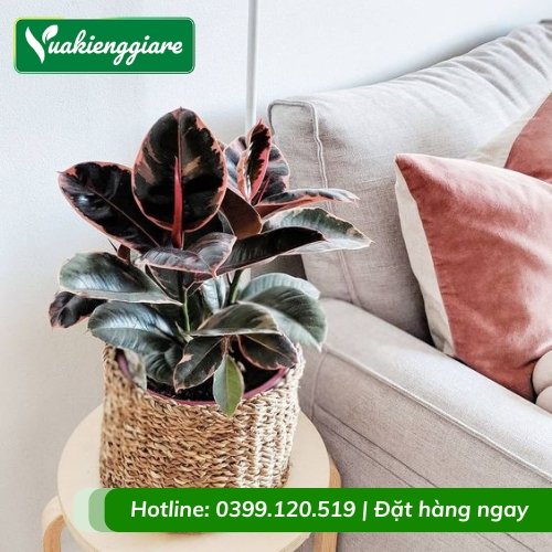 Cây đa búp đỏ lá cẩm thạch chậu nhỏ để bàn