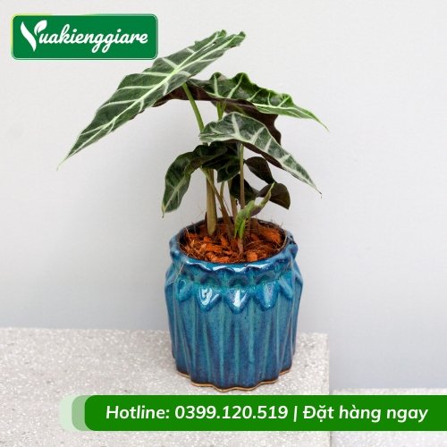 Cây môn quan âm trồng chậu nhỏ để bàn làm việc