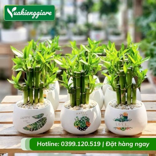 Cây trúc phú quý để bàn