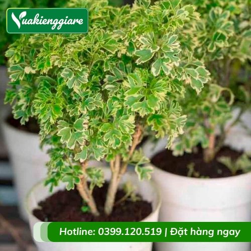 Cây đinh lăng cẩm thạch để bàn