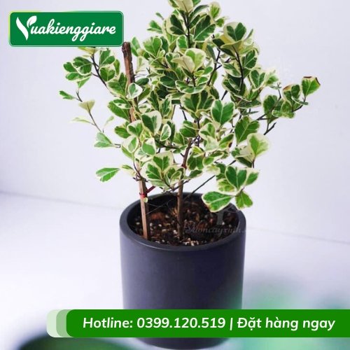 Cây đa tam phúc mini để bàn