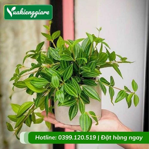 Cây bình an để bàn mang ý nghĩa phong thủy
