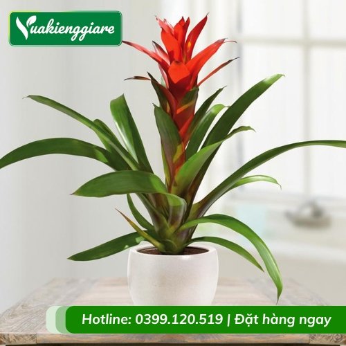 Cây phong lộc hoa phong thủy để bàn