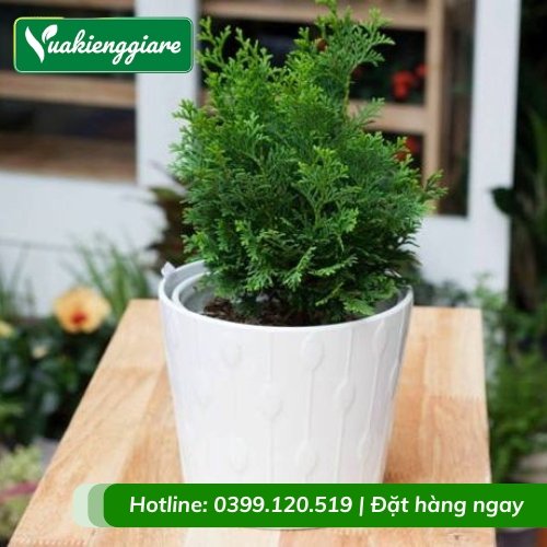 Cây trắc xoắn để bàn mang ý nghĩa phong thủy