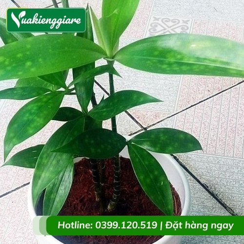 Cây trúc nhật để bàn làm cảnh phong thủy