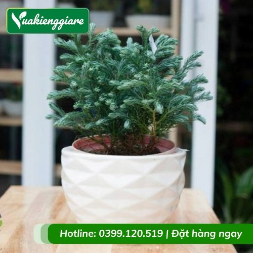 Cây tuyết tùng để bàn