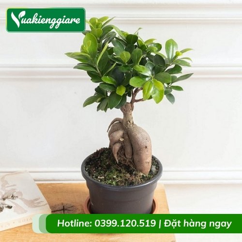 Cây đa nhân sâm trồng chậu để bàn