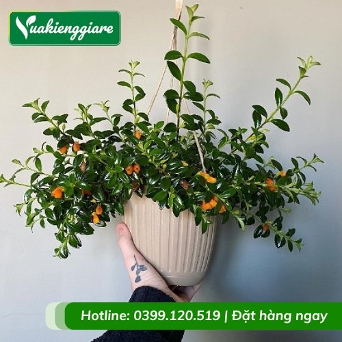 Cây cá vàng chậu nhỏ để bàn