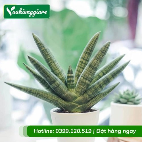 Cây ngà voi để bàn làm việc