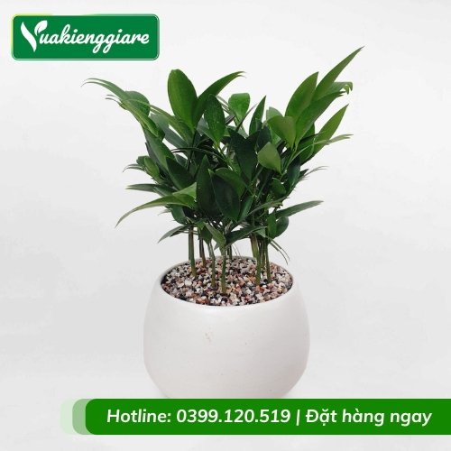 Cây kim giao chậu nhỏ để bàn