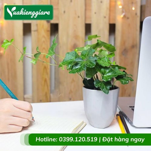 Cây thường xuân trồng chậu để bàn làm việc
