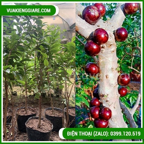 Cây nho thân gỗ 12 vụ trái đỏ tím nhiều quả