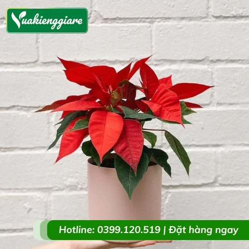 Cây Trạng nguyên trồng chậu để bàn làm việc