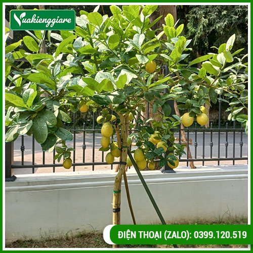 Cây Chanh Vàng Mỹ Trưởng Thành Có Trái Cao 1m-1,6m