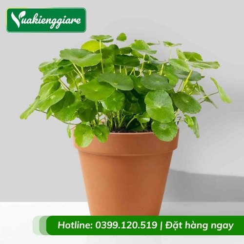 Cỏ đồng tiền chậu để bàn phong thủy