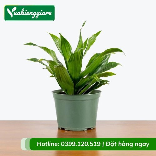 Cây phát tài úc trồng chậu để bàn làm việc