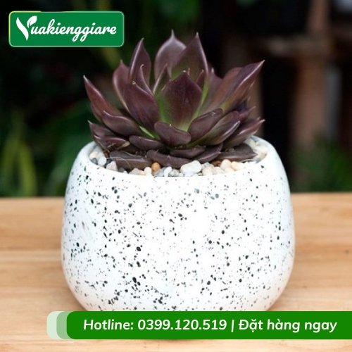 Cây sen đá nâu để bàn