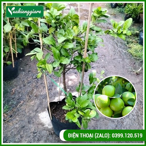 Cây Chanh Tứ Quý Có Trái Cao 1,2 – 2m Cho Trái Quanh Năm