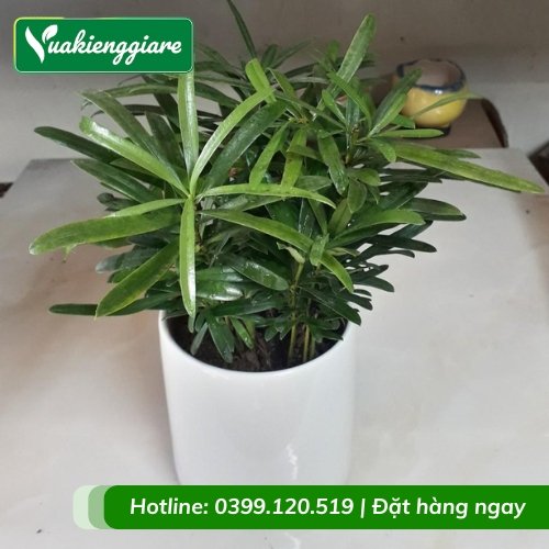 Cây tùng vạn niên chậu để bàn