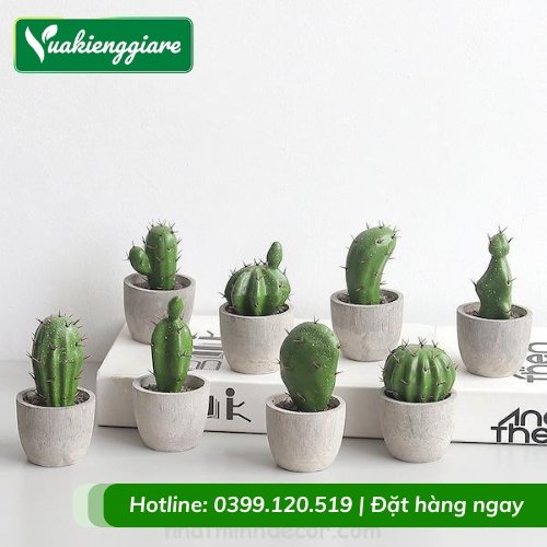 Cây xương rồng trồng chậu để bàn