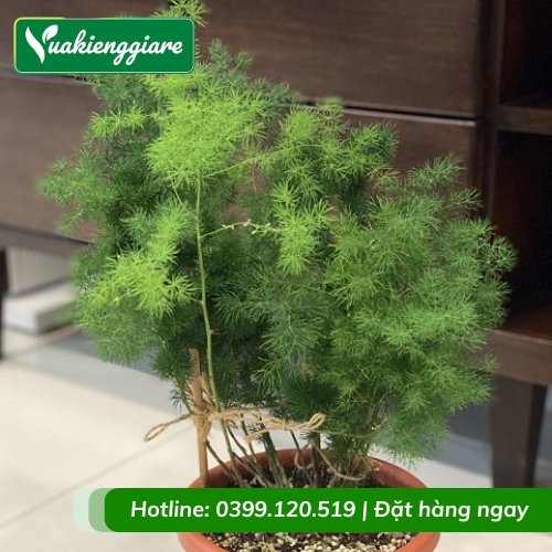 Cây tùng nho trồng chậu để bàn