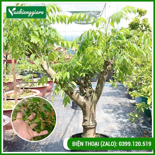 Cây Cóc Thái Gốc Lớn Giá Tốt Tại TP.HCM