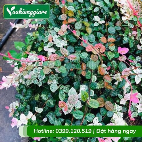 Dây thằn lằn cẩm thạch leo giàn