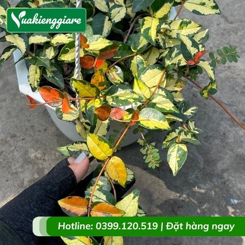 Dây leo thằn lằn ngũ sắc