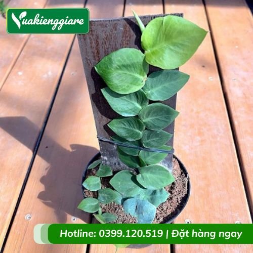 Cây tắc kè thái leo giàn tuyệt đẹp