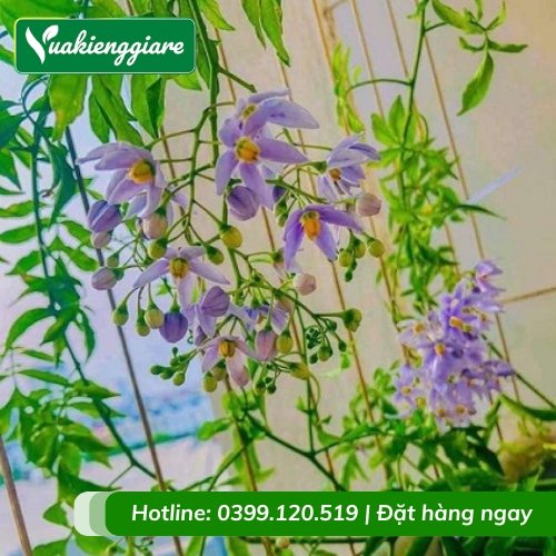Cây hoa tiêu nương leo dây tuyệt đẹp